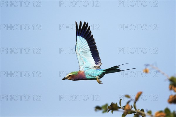 Lilac-breasted roller (Coracias caudatus) in flight