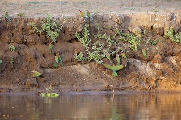 White-fronted bee-eater (Merops bullockoides) colony on river bank