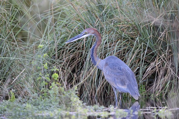 Goliath heron (Ardea goliath) on the hunt