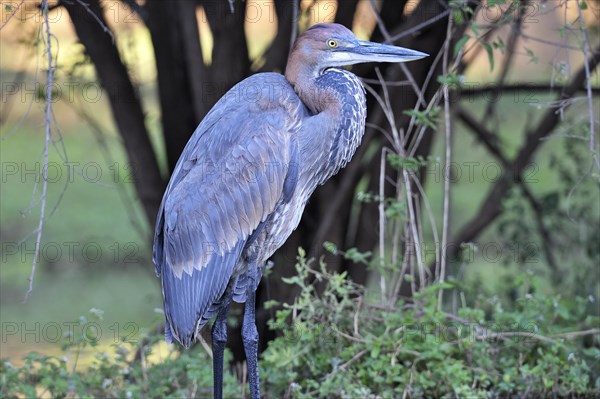 Goliath heron (Ardea goliath)