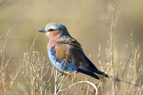 Lilac-breasted roller (Coracias caudatus) sitting on branches