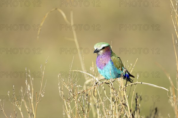 Lilac-breasted roller (Coracias caudatus) perching on tree branches