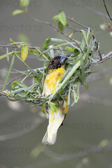 Village Weaver (Ploceus cucullatus)