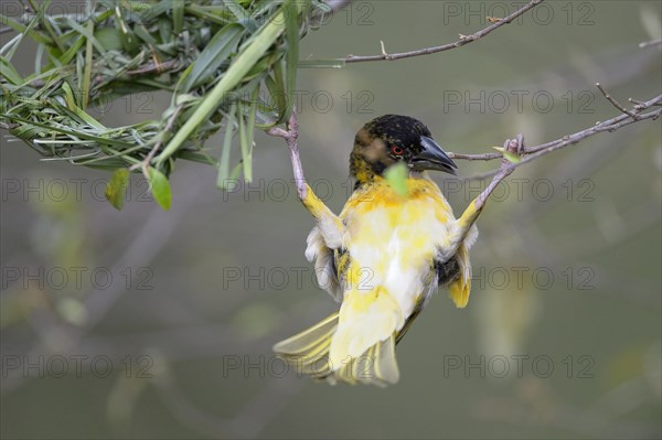 Village Weaver (Ploceus cucullatus)