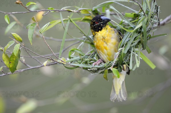 Village Weaver (Ploceus cucullatus)