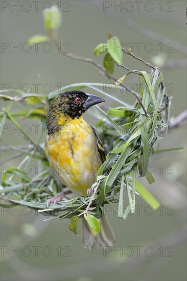 Village Weaver (Ploceus cucullatus)