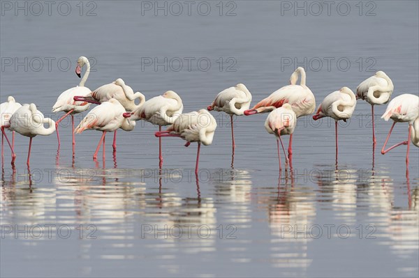 Greater Flamingos (Phoenicopterus roseus)