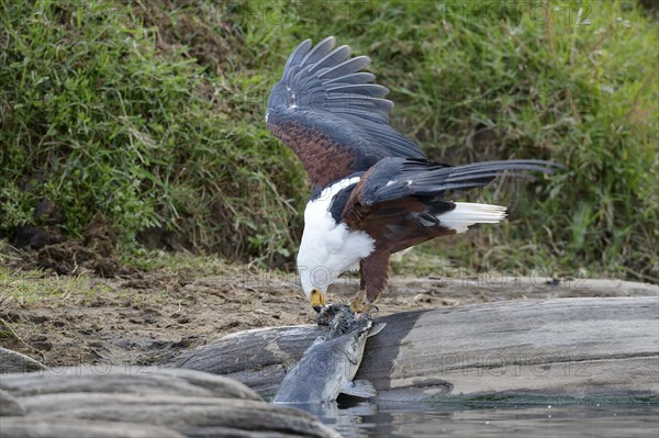 African Fish Eagle (Haliaeetus vocifer)