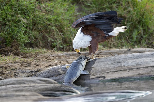 African Fish Eagle (Haliaeetus vocifer)