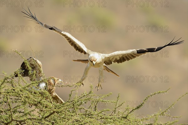 Tawny Eagle (Aquila rapax)