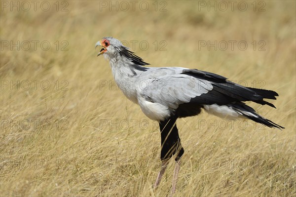 Secretarybird (Sagittarius serpentarius)