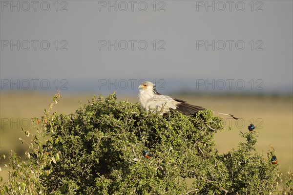 Secretarybird (Sagittarius serpentarius)