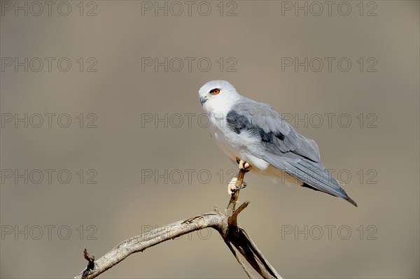 Black-winged Kite (Elanus caeruleus)