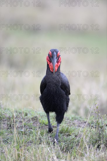 Southern Ground Hornbill (Bucorvus leadbeateri)