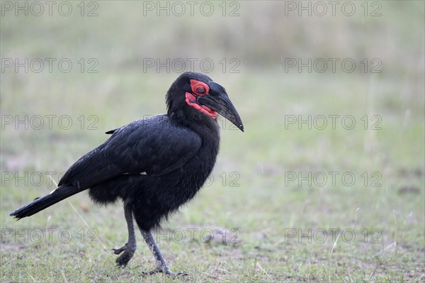 Southern Ground Hornbill (Bucorvus leadbeateri)