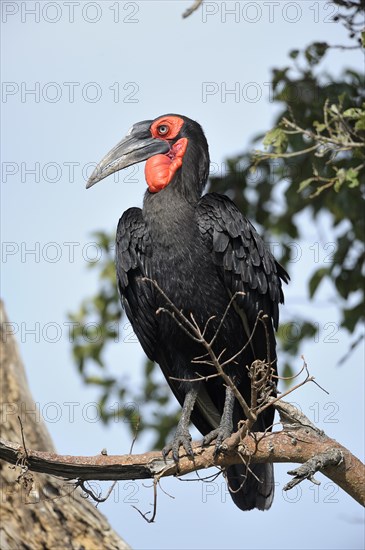 Southern Ground Hornbill (Bucorvus leadbeateri)