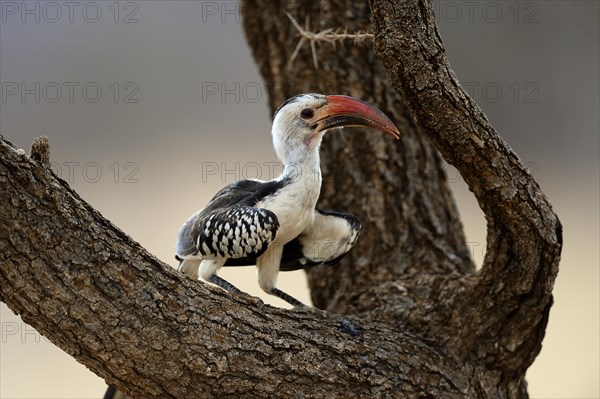 Northern Red-billed Hornbill (Tockus erythrorhynchus)