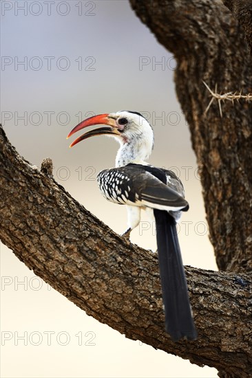 Northern Red-billed Hornbill (Tockus erythrorhynchus)