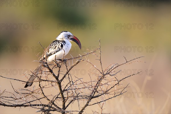 Northern Red-billed Hornbill (Tockus erythrorhynchus)