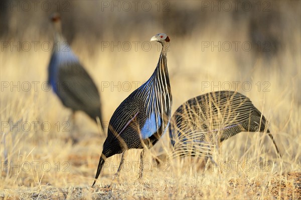 Vulturine Guineafowl (Acryllium vulturinum)