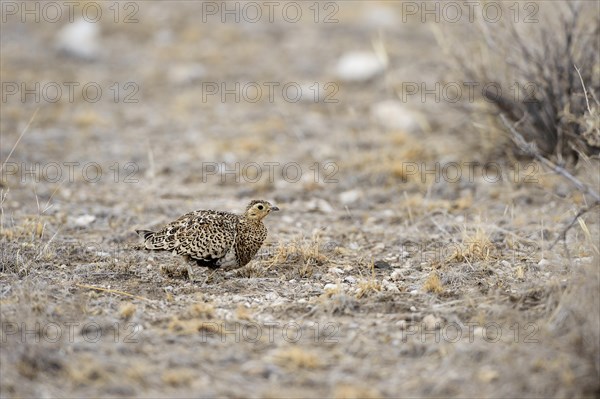 Black-faced Sandgrouse (Pterocles decoratus)