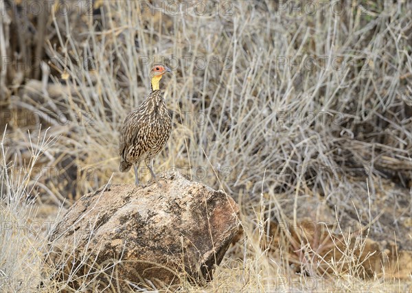 Yellow-necked Spurfowl (Francolinus leucoscepus)