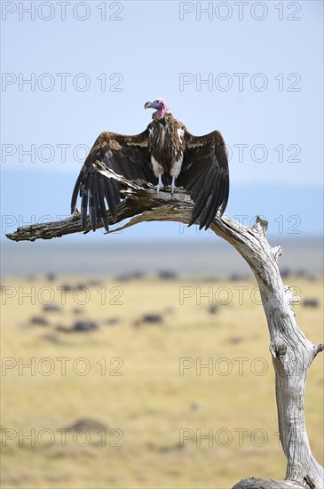 Lappet-faced Vulture (Aegypius tracheliotus) drying its wings