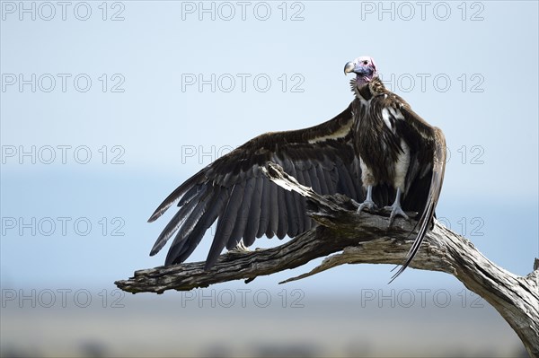 Lappet-faced Vulture (Aegypius tracheliotus) drying its wings