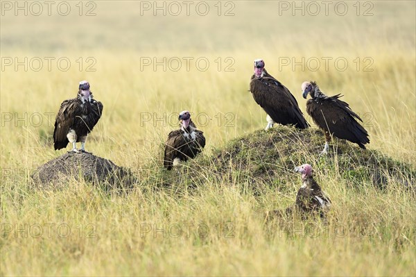 Lappet-faced Vulture (Aegypius tracheliotus)