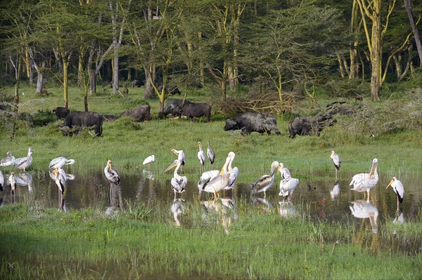 Great White Pelicans (Pelecanus onocrotalus) with Yellow-billed Storks