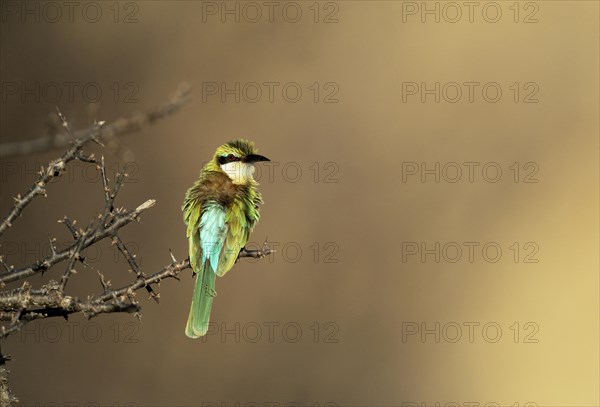 Somali Bee-eater (Merops revoilii)