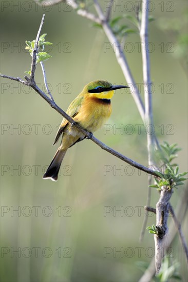 Little Bee-eater (Merops pusillus)