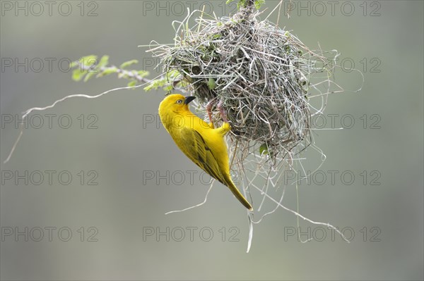 Holub's Golden Weaver (Ploceus xanthops) at the nest