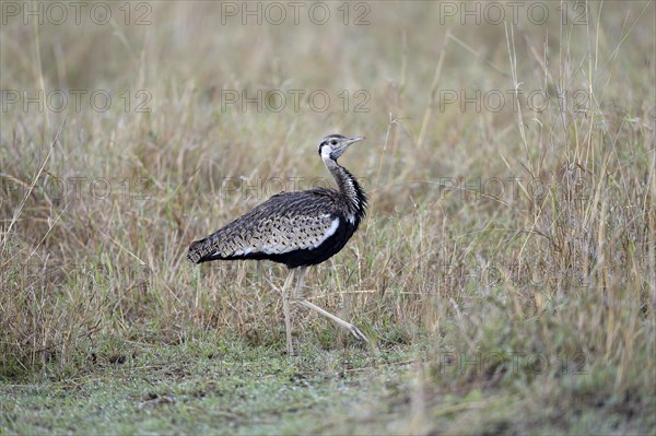 Black-bellied Bustard (Lissotis melanogaster)