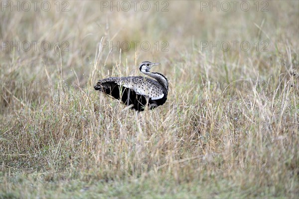 Black-bellied Bustard (Lissotis melanogaster)