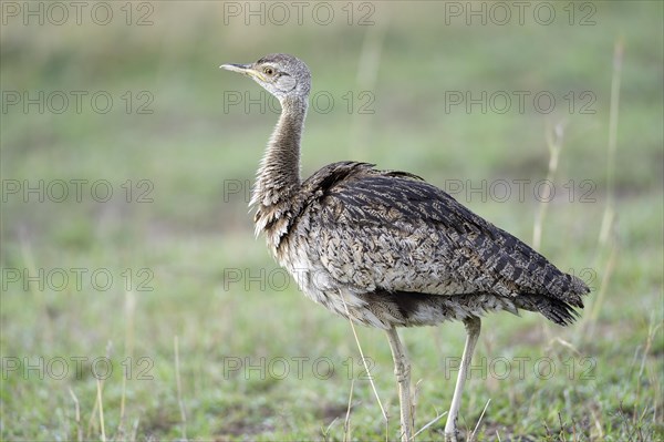 Black-bellied Bustard (Lissotis melanogaster)