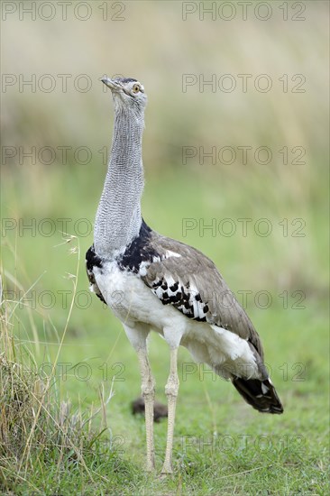 Kori Bustard (Ardeotis kori)