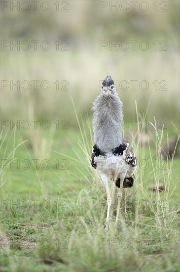 Kori Bustard (Ardeotis kori)