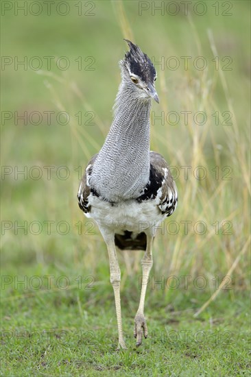 Kori Bustard (Ardeotis kori)