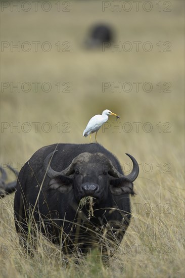 Cattle Egret (Bubulcus ibis)