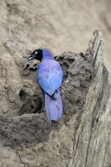 Ruppell's Starling (Lamprotornis purpuroptera)