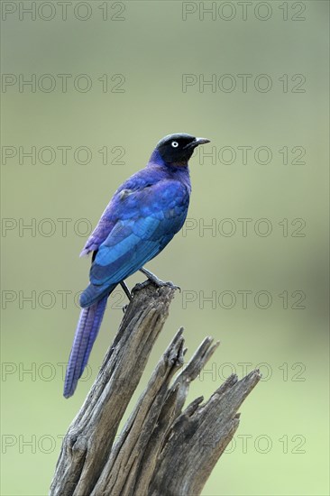 Ruppell's Starling (Lamprotornis purpuroptera)