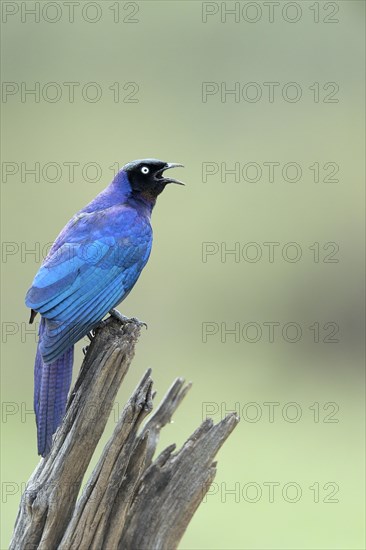 Ruppell's Starling (Lamprotornis purpuroptera)