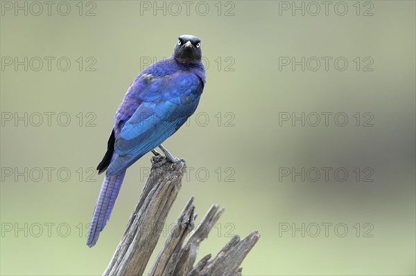 Ruppell's Starling (Lamprotornis purpuroptera)