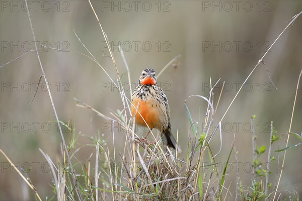 Red-throated Pipit (Anthus cervinus)