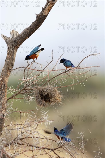 Three Superb Starlings (Lamprotornis superbus) looting the nest of a weaver