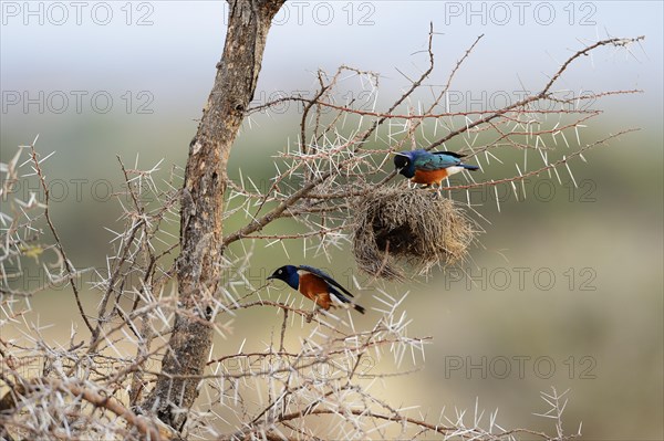 Superb Starlings (Lamprotornis superbus) looting the nest of a weaver