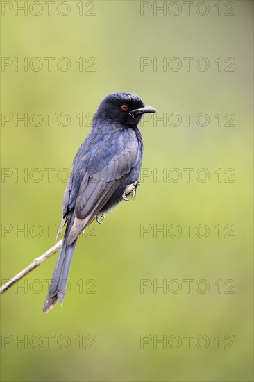 Fork-tailed Drongo (Dicrurus adsimilis)