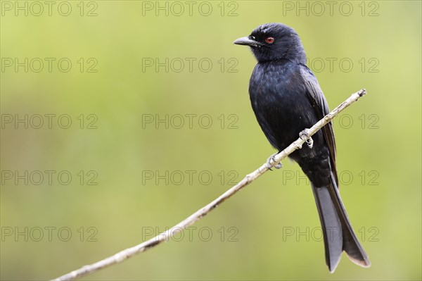 Fork-tailed Drongo (Dicrurus adsimilis)