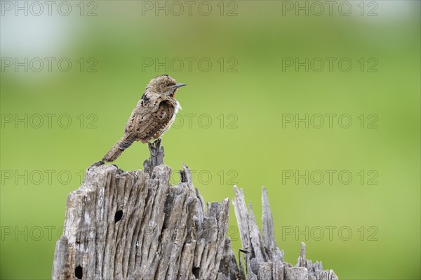 Red-throated wryneck (Jynx ruficollis)
